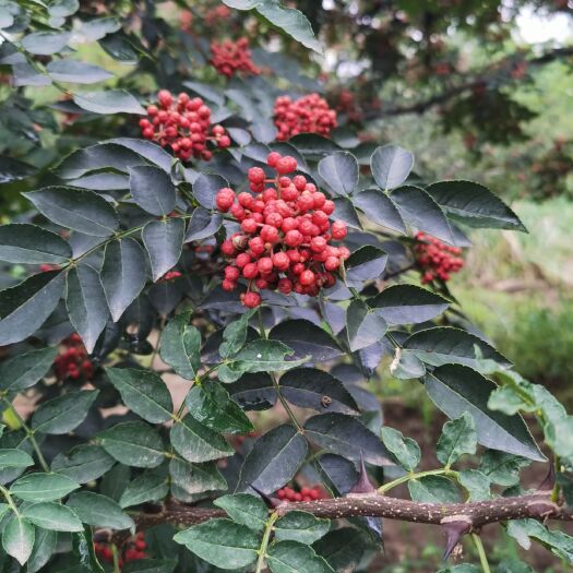 济南红花椒 山东省济南市钢城区 干花椒 一级