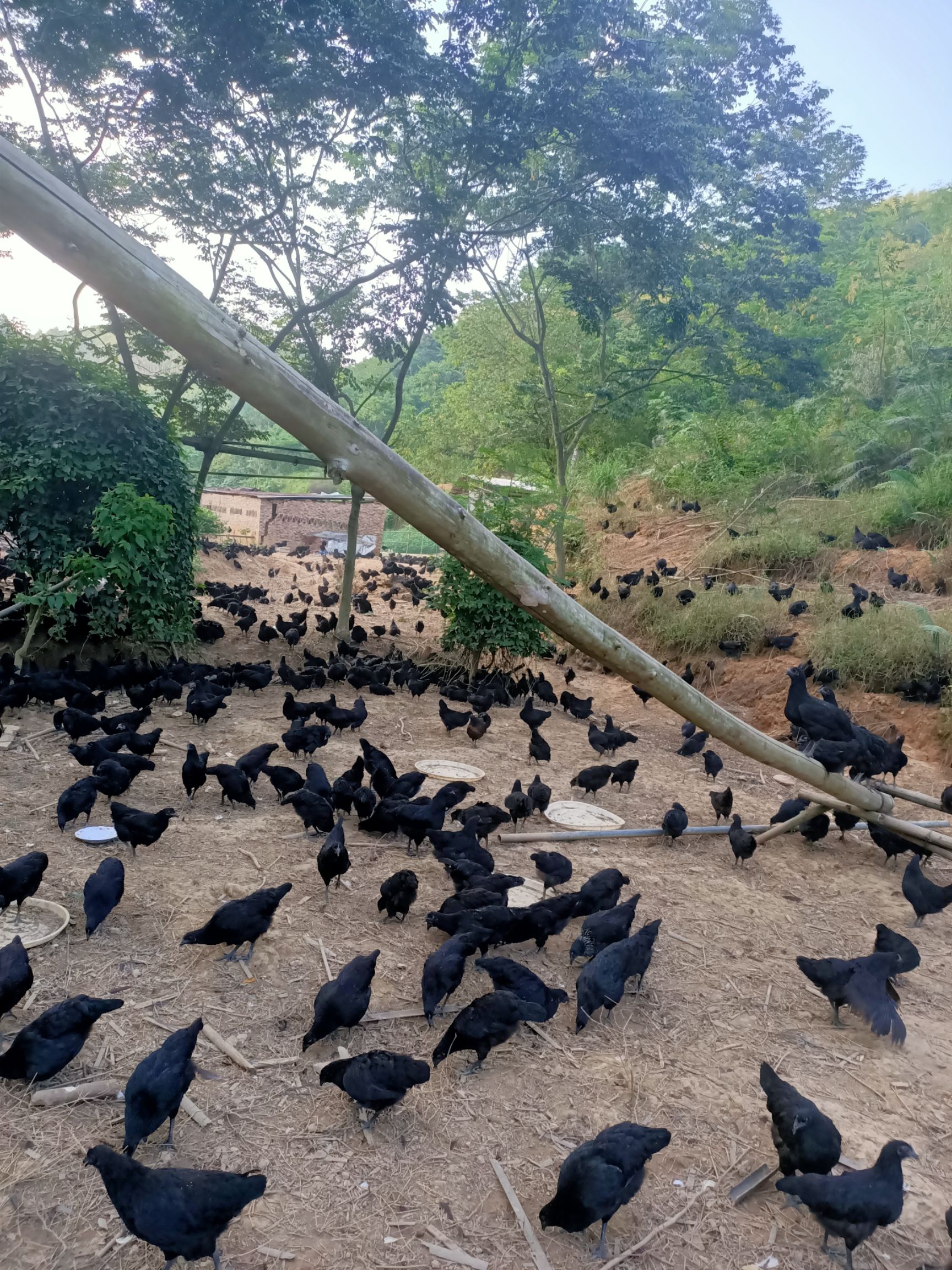  五黑鸡，五黑蛋。