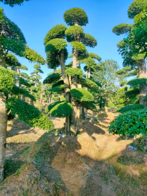 造型小叶女贞  金姬女贞造型树＃造型亮晶女贞球