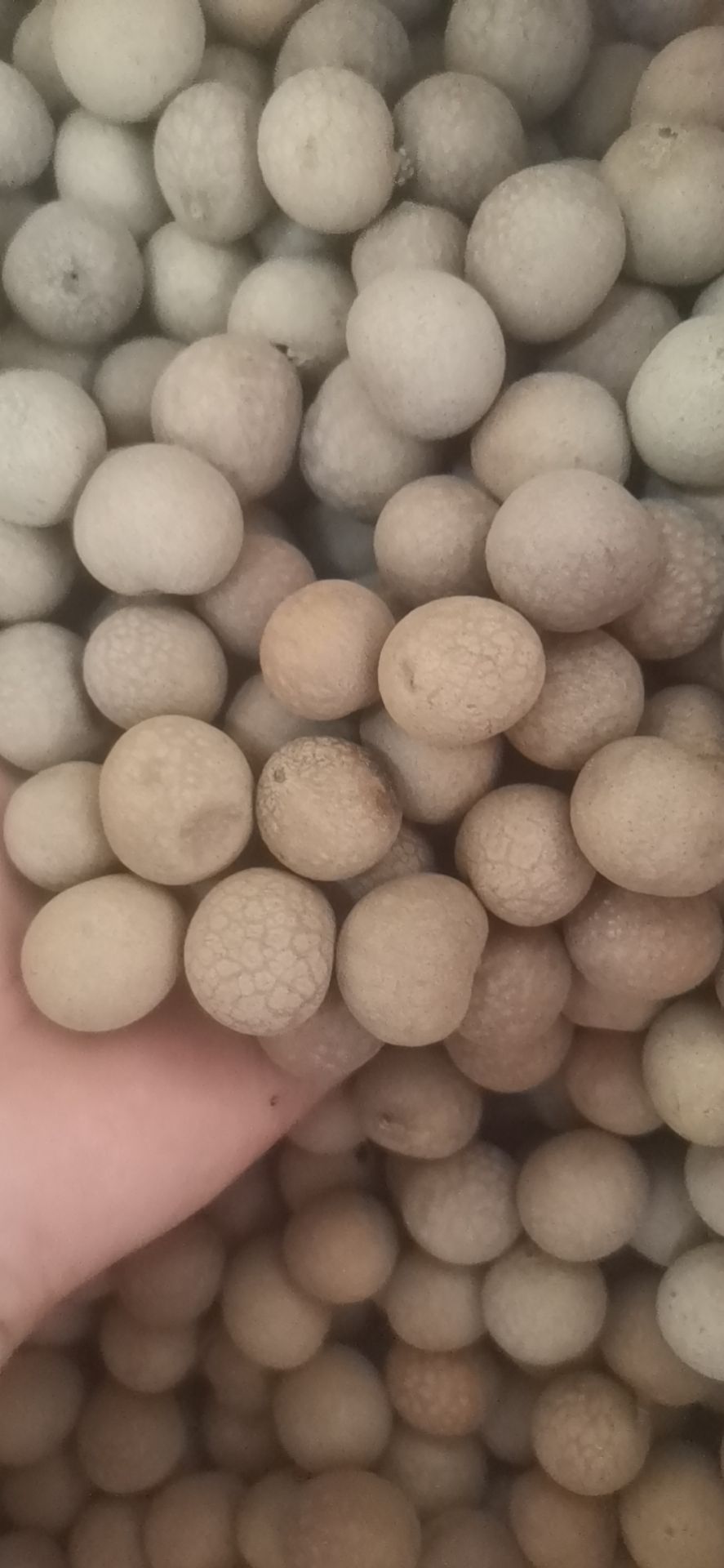 带壳桂圆  桂圆大量有货批发价格不包邮
