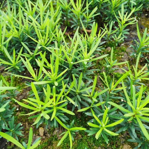 阳朔县中叶罗汉松 