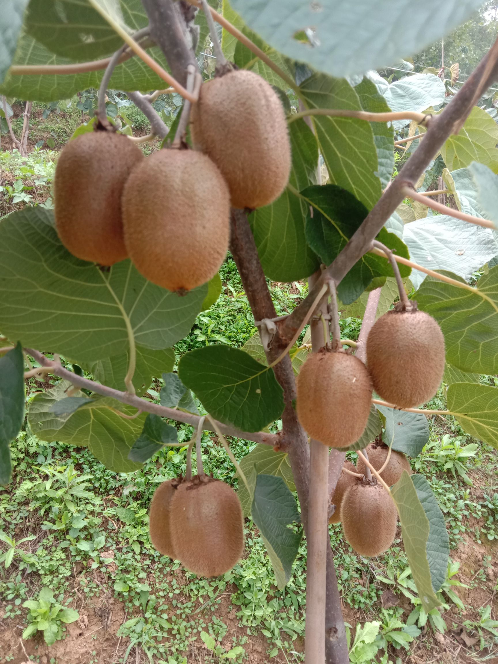 徐香猕猴桃  一听价格，你走了[微笑]一尝味道，你又心动了[微笑]于是