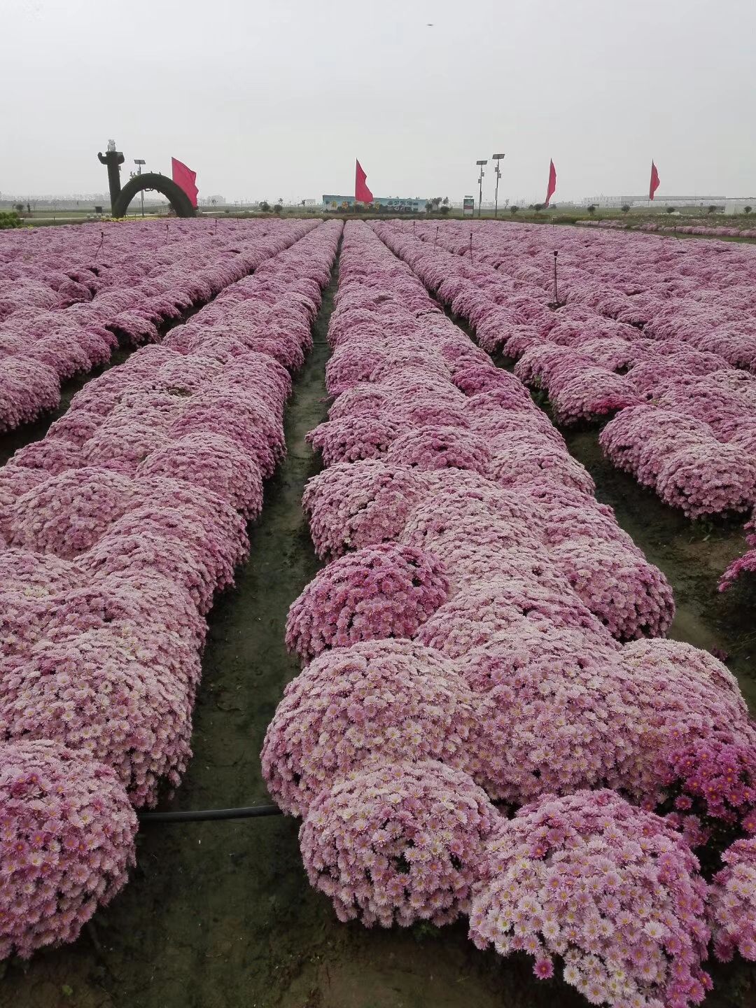 黄菊 苏菊