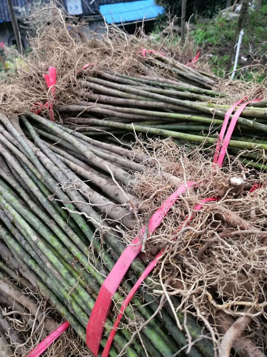 买油桐树苗，就找重庆俊尧，油桐树苗批发基地