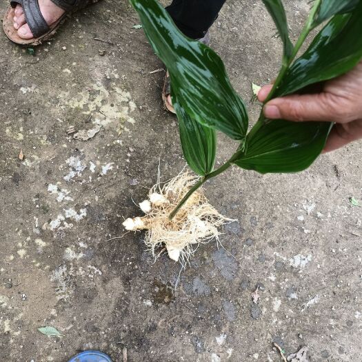澧县湘玉竹  参统货