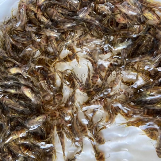 中山市 杂交黄颡鱼苗，黄骨鱼苗，杂交黄骨鱼苗，单性骨鱼苗