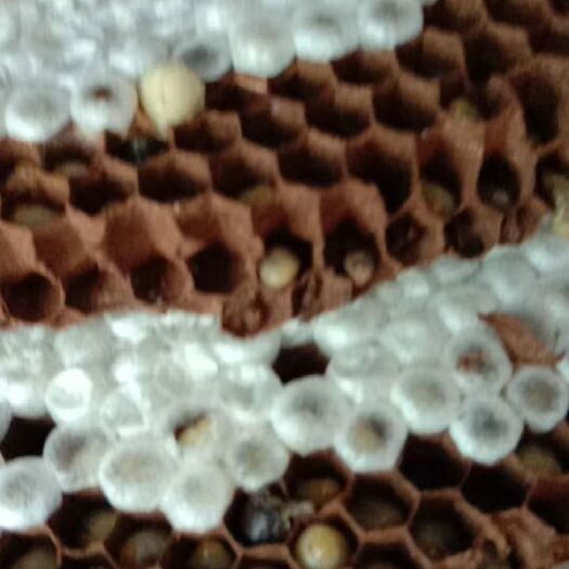 胡蜂蛹