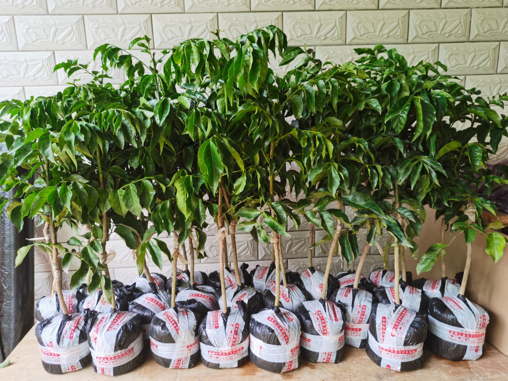 黑黄皮果苗  包正品，果皮遇雨天不会爆裂，第二年可挂果又大又