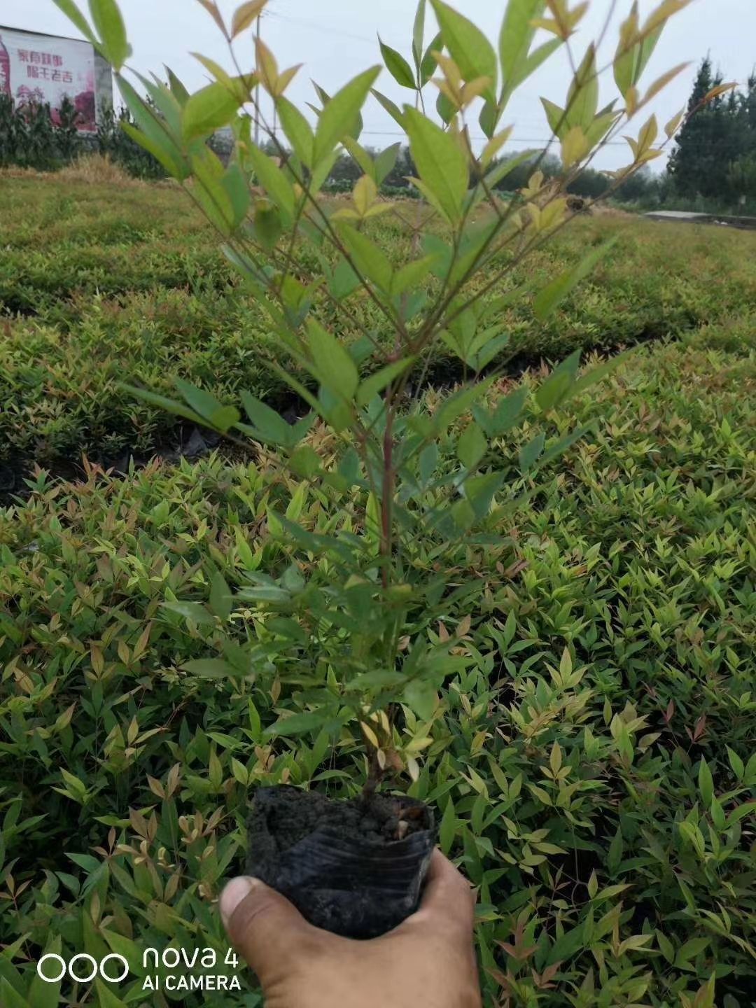 南天竹南天竺小苗工程苗基地供应，室内盆景