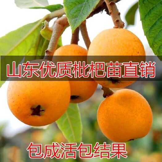 平邑县大五星枇杷苗 大五星枇杷嫁接苗自家育苗嫁接南北方均可种植地栽盆栽均可种植