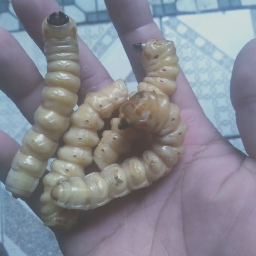 南丹县斗米虫 