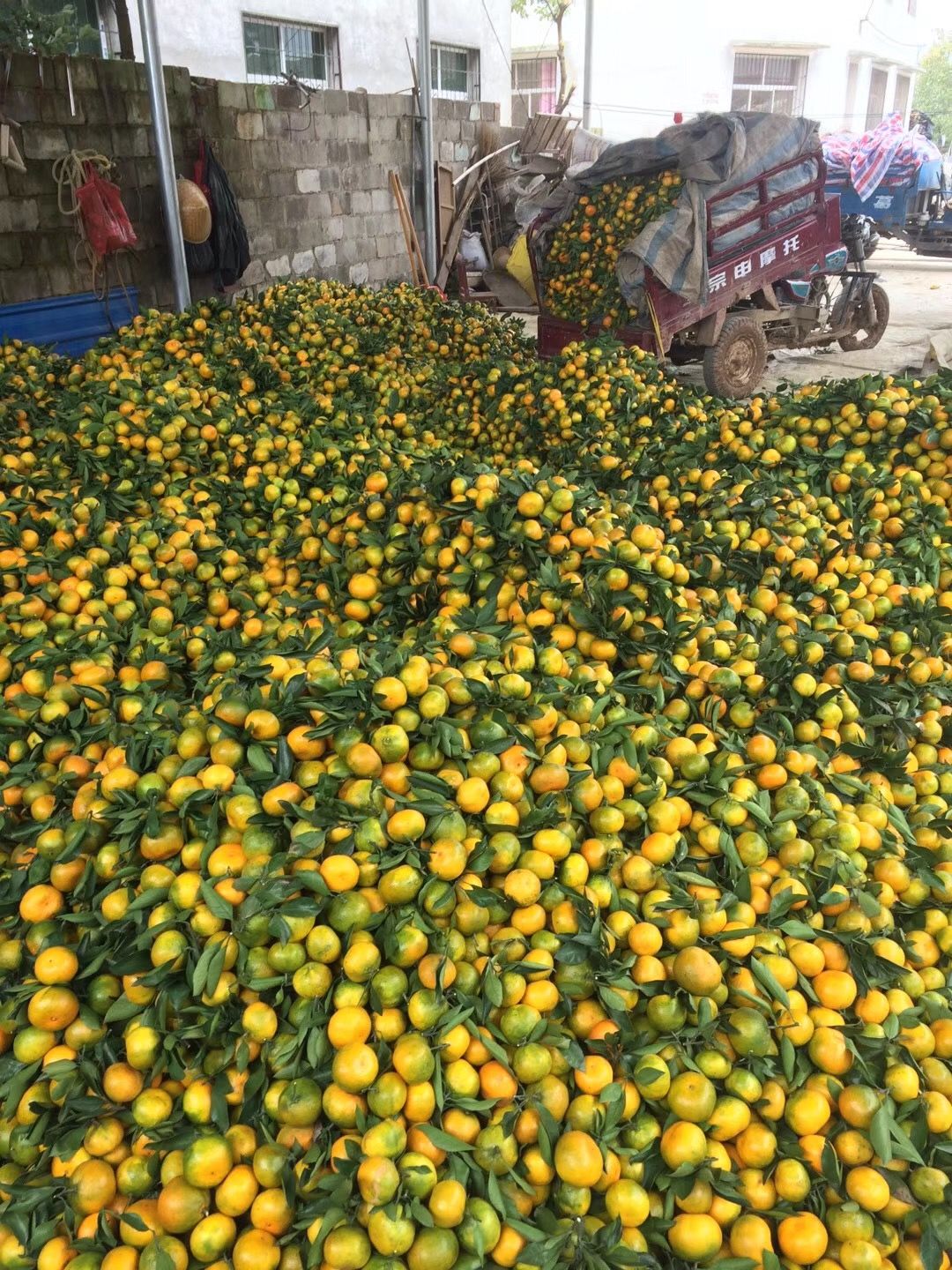 陕西汉中城固柑桔 新鲜水果 柑橘类批发