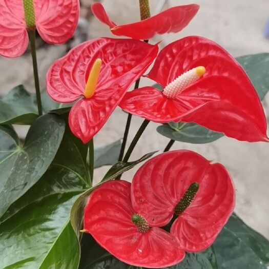无锡红掌