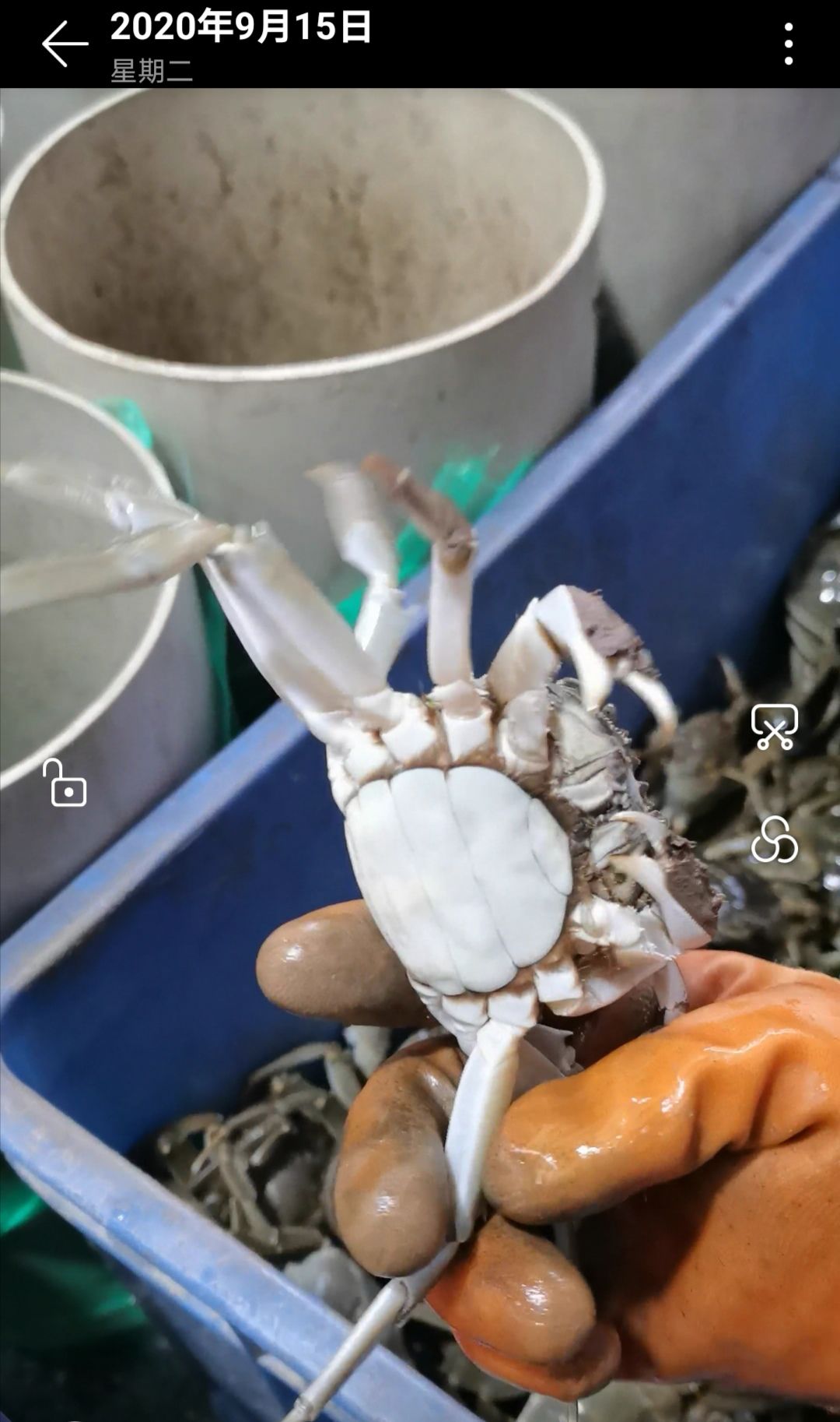 大闸蟹  优质母蟹公蟹 底价出售 有肉 有黄  不苦