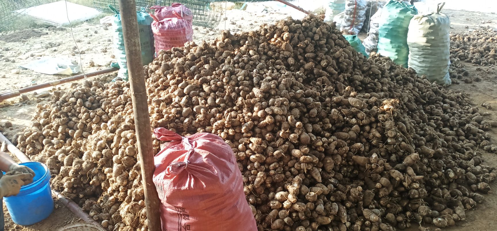 毛芋头 通货小球、中球价格美丽，诚信为本！支持验货！