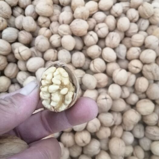 阿克苏市新疆185核桃 新疆阿克苏纸皮核桃，皮薄仁白！