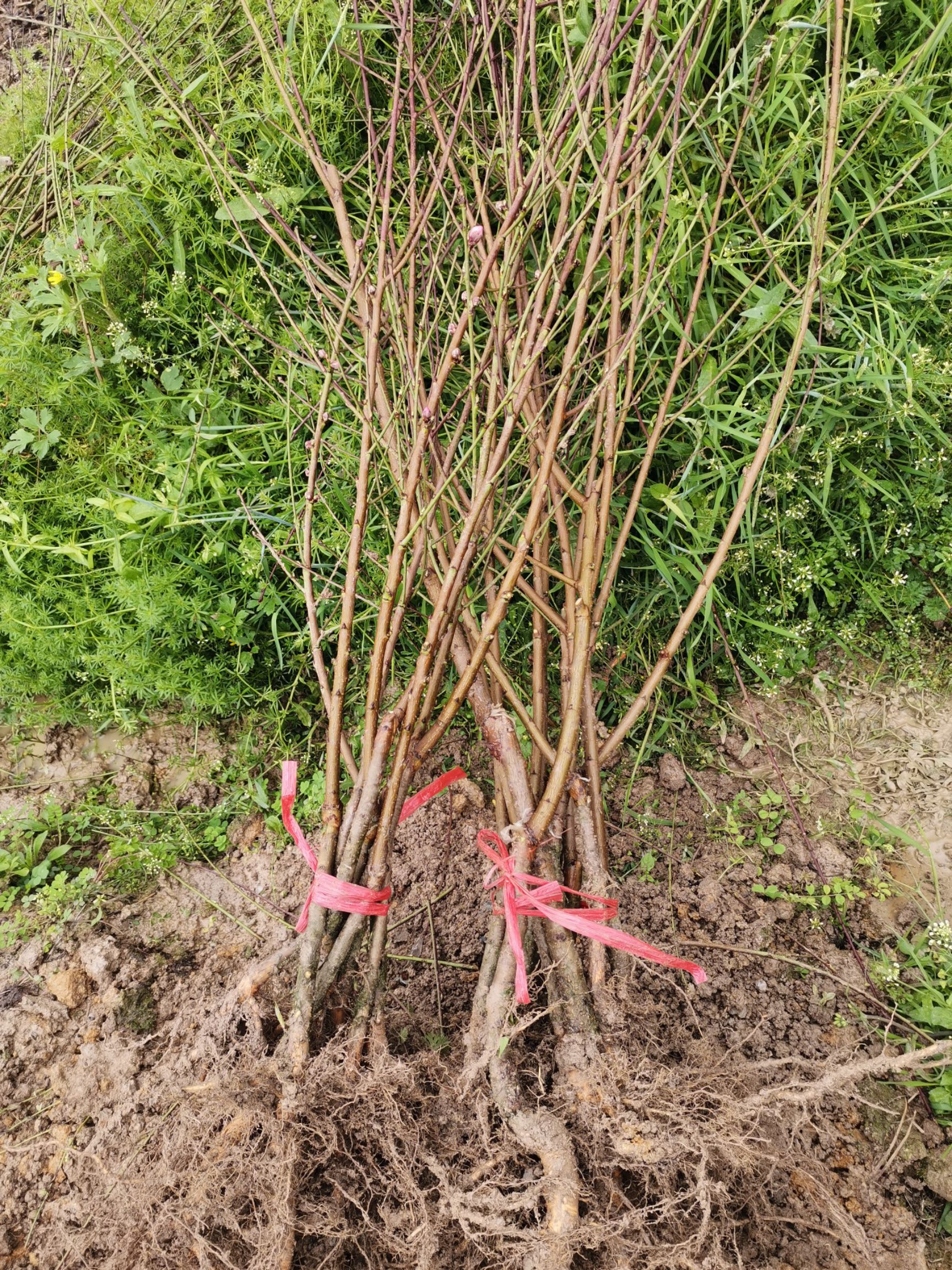 錦花桃苗 錦繡芽變八月底晚熟黃桃苗大果味甜濃香二年苗現(xiàn)挖包郵