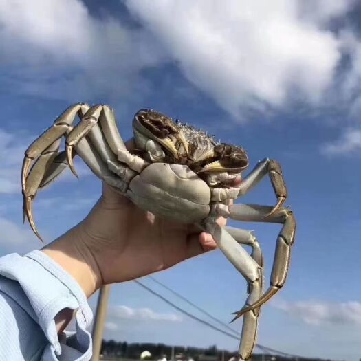 洪湖市泰兴大闸蟹  江苏大闸蟹