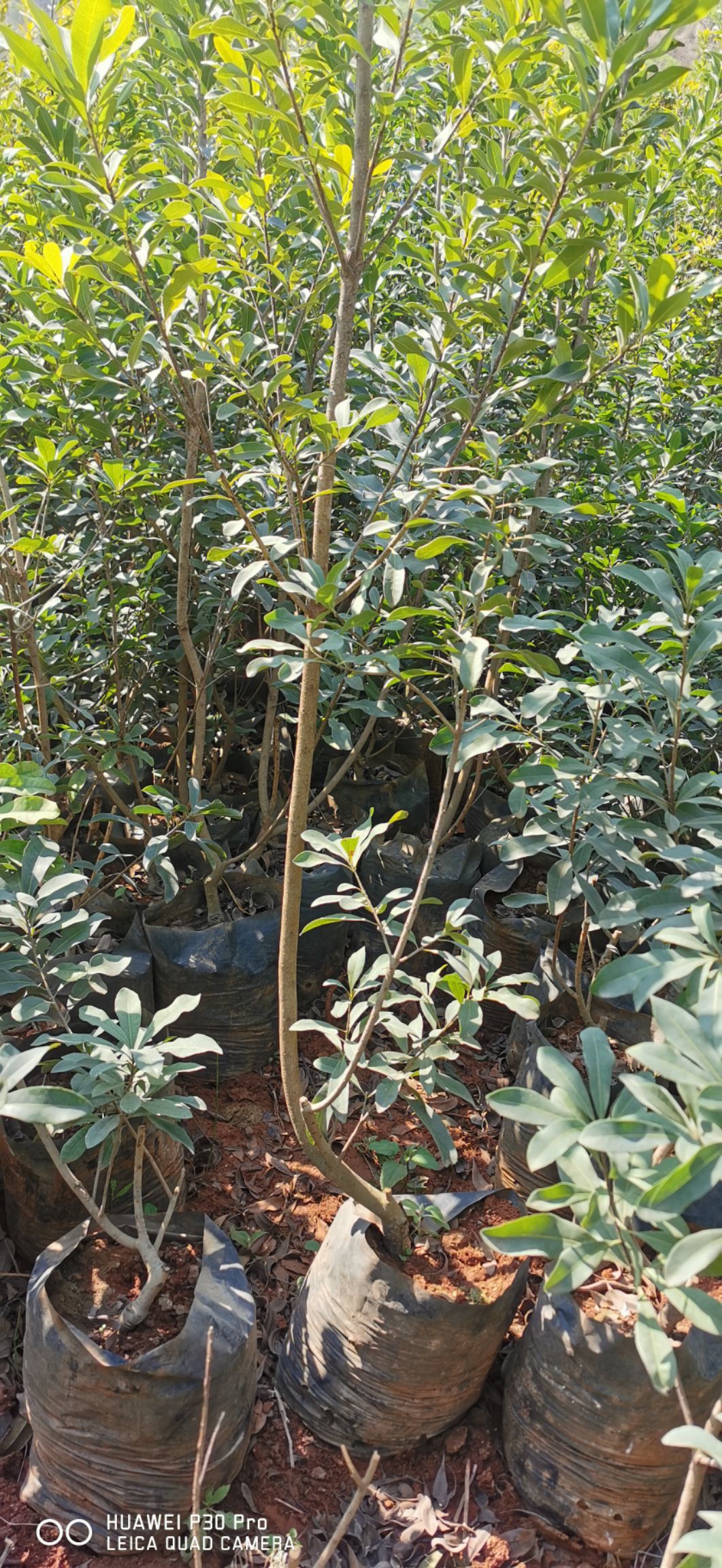 东魁杨梅树苗  荸荠杨梅，黑炭杨梅苗，云南杨梅苗基地直供