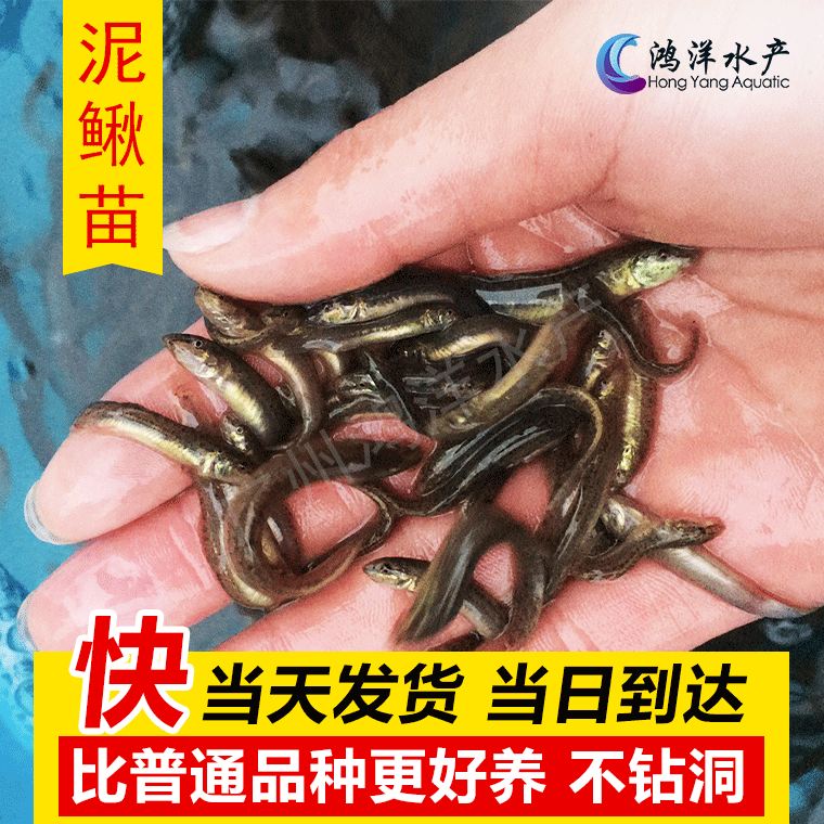 广州极速发货泥鳅苗 不钻洞泥鳅水花常年供应技术支持 免费送货