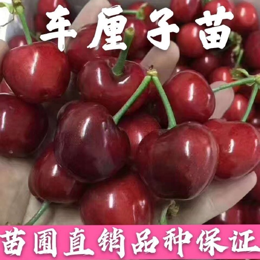 平邑县俄罗斯8号樱桃苗  矮化樱桃苗新品种俄罗斯8号樱桃树苗美早樱桃车厘子树苗包品种