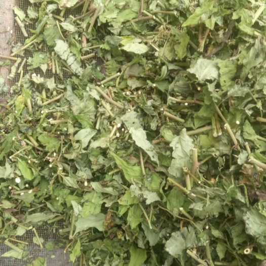 千里光人工精选自然晒干干净无杂质