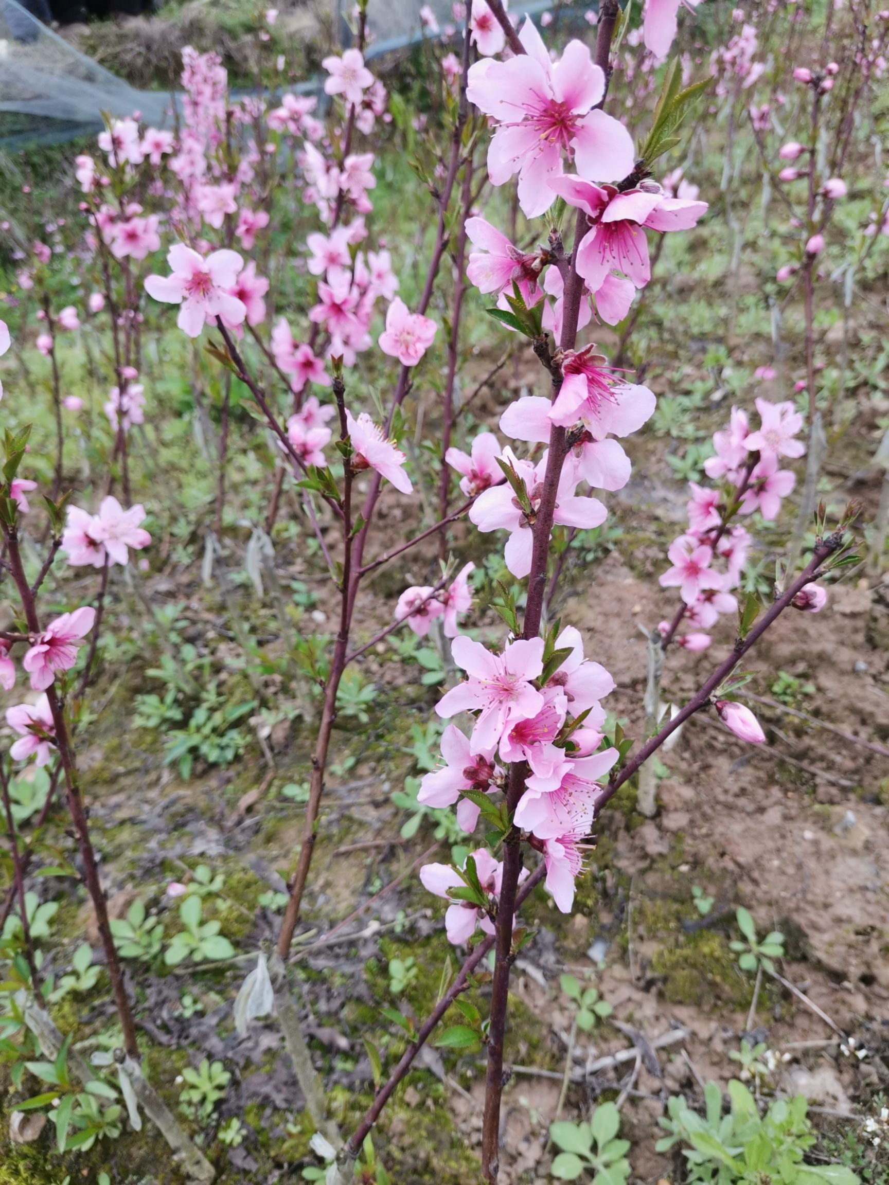 錦花桃苗 錦繡芽變八月底晚熟黃桃苗大果味甜濃香二年苗現(xiàn)挖包郵