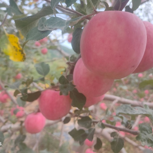 静宁县甘肃静宁苹果