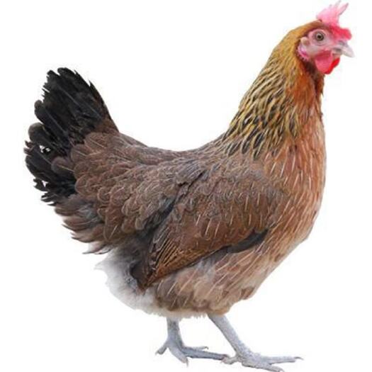 南宁 瑶鸡苗批发，黑瑶鸡苗包邮，红瑶鸡苗厂家直销，鸡年包邮，包运损
