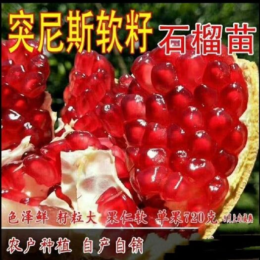突尼斯軟籽石榴苗嫁接苗自家育苗品種純度高南北方均可種植
