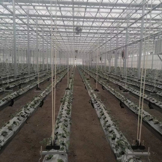 天津大棚管  连栋，温室大棚，厂家设计直销！