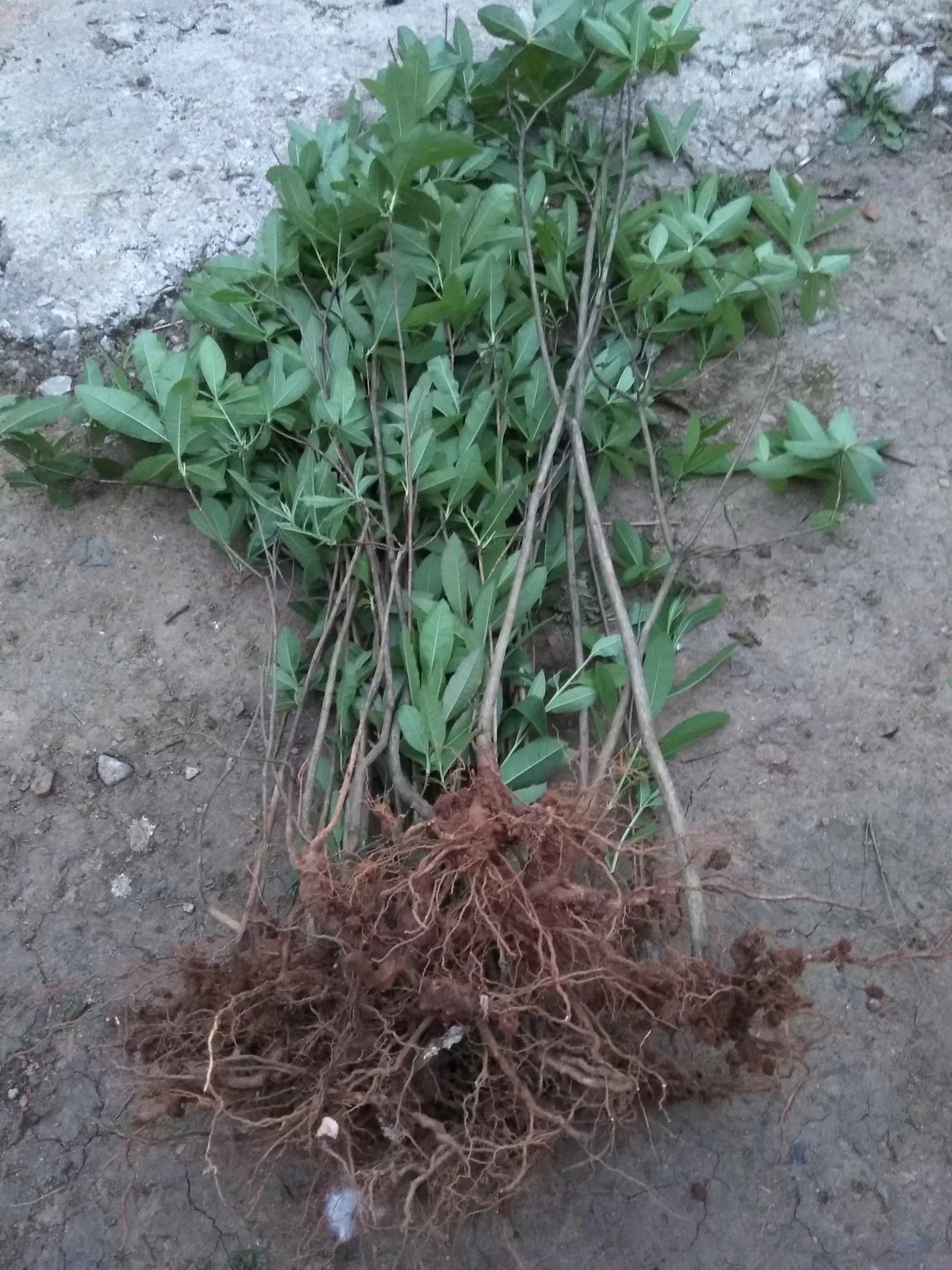 羊踯躅  黄杜鹃    种苗 干花 根部 都有售