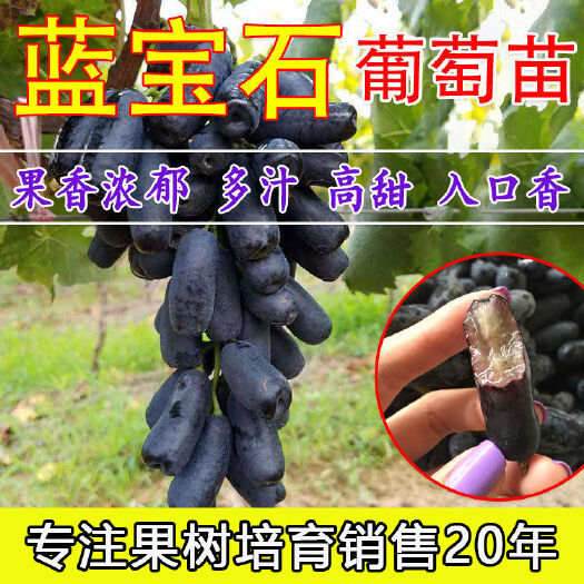 平邑县蓝宝石葡萄苗盆栽地栽基地直供现挖现发保质量