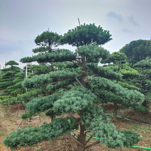 浏阳市湖南罗汉松，日本罗汉松，造型罗汉松大量供应