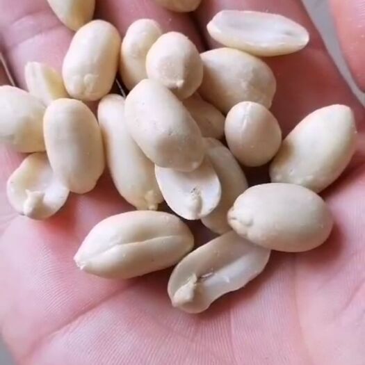 开封花生碎 乳白花生