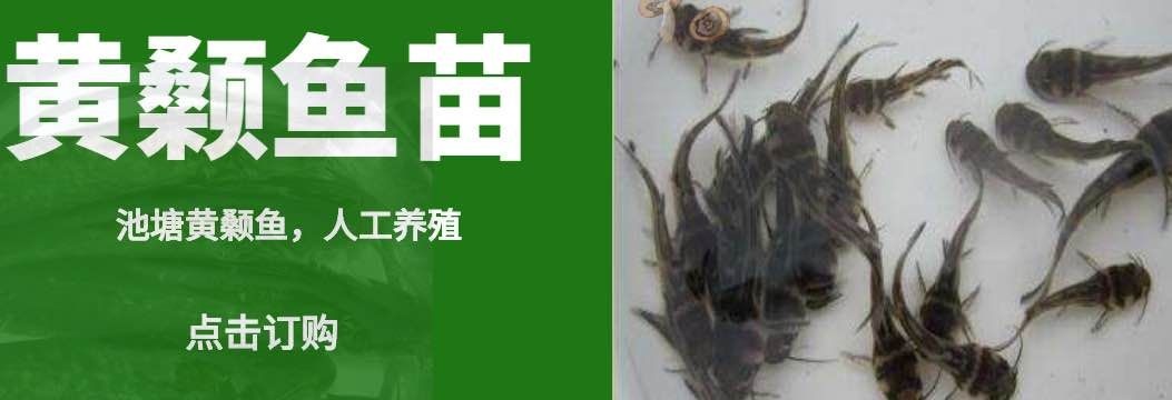 六盘水黄颡鱼苗  优质黄辣丁鱼苗 黄骨鱼 黄颡鱼