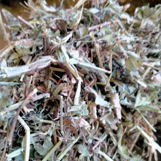 社旗县优质花生秧
