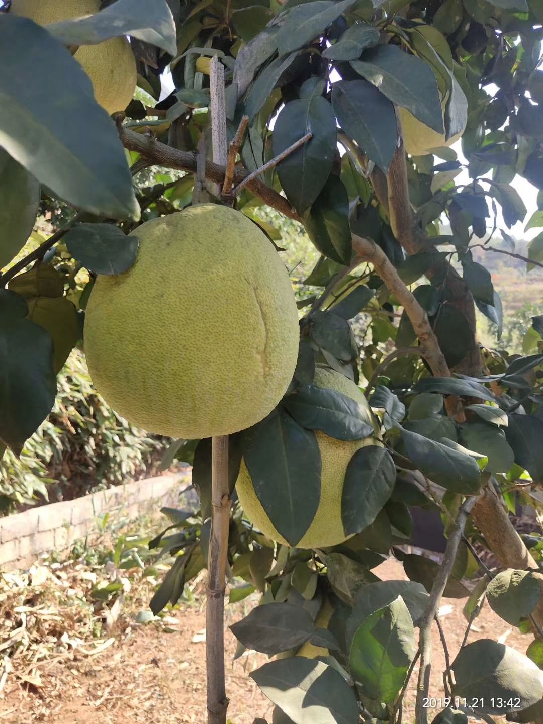 红心柚苗  马家柚湖南甜味红肉柚，汁多味甜耐贮运，现挖包邮