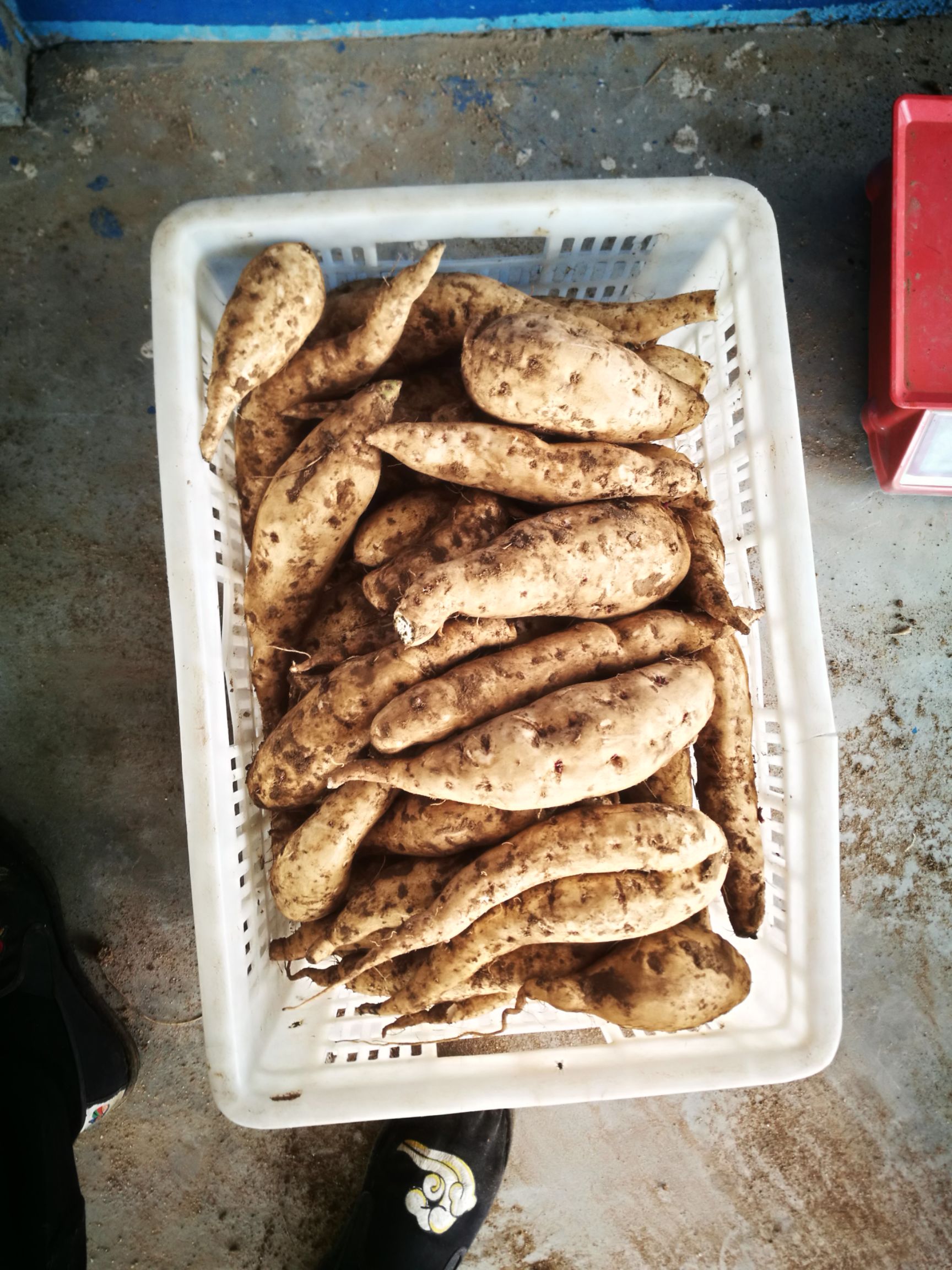 奥洲紫白牛奶玉  地瓜中的精品 可蒸可烤 甜糯 牛奶香 吃多少都不反胃