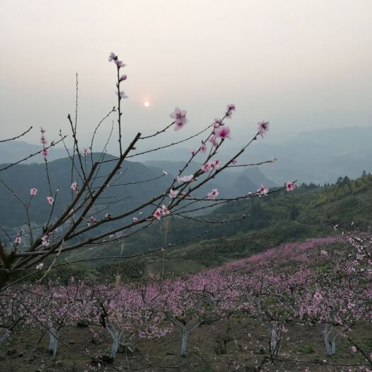 花垣县 湘西的南方冬桃 黄挑王