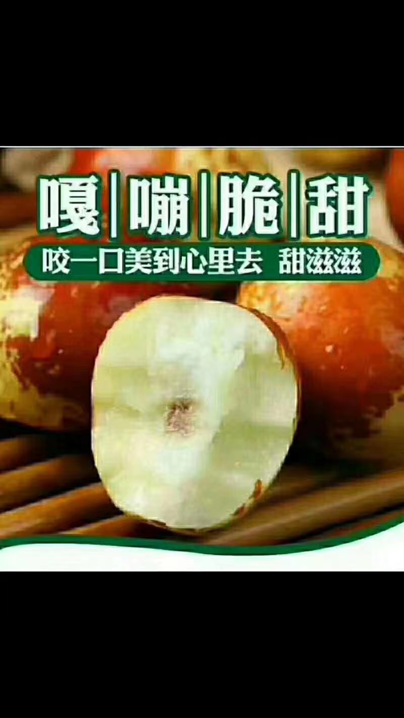  沾化冬枣