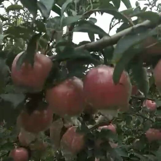 故城县中秋王苹果 香甜可口
