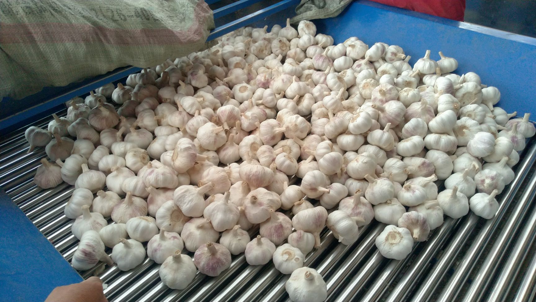 金杞牌大蒜  精品金杞大蒜产地直发一手货源诚信买卖质量保障