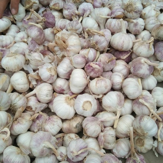 杞县金杞牌大蒜  金杞大蒜产地直发一手货源诚信买卖质量保障