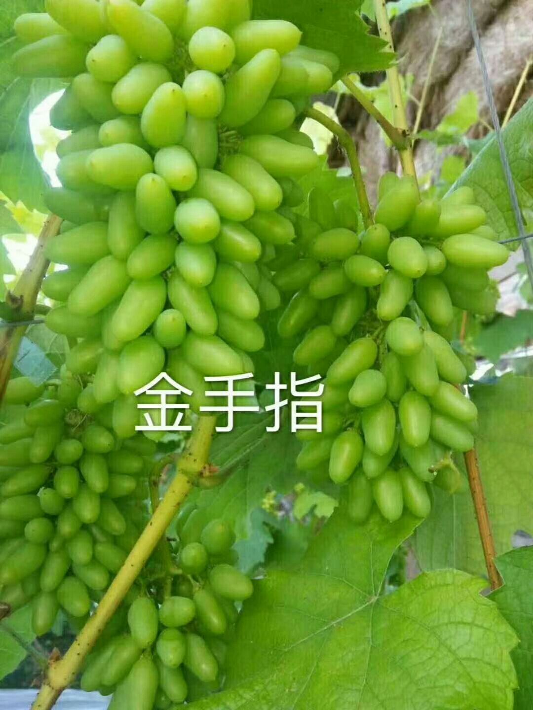 金手指葡萄苗