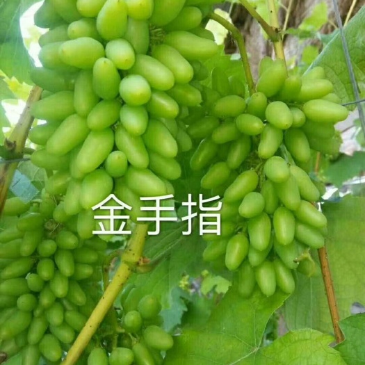 兴城市金手指葡萄苗