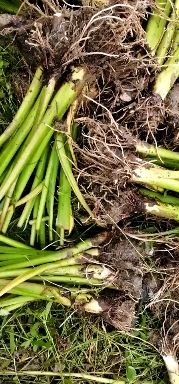 香芋仔，  香芋仔可种植，可煮着吃