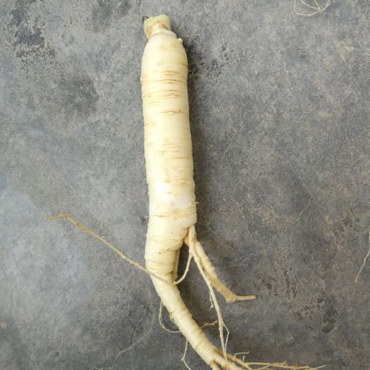 凤县种植参 散装 