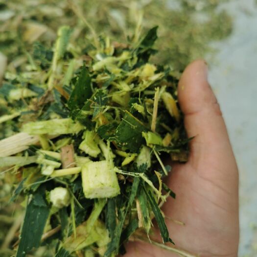 阜城县【河北衡水发货】牛场直供青储黄储黄贮草料青贮玉米秸秆小方包