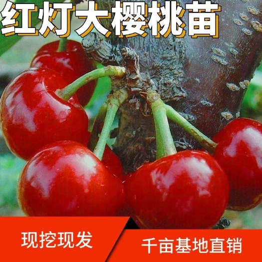 平邑县红灯樱桃苗嫁接苗自家育苗品种纯度高南北方均可种植成活率高